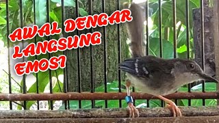 Download lagu AWAL DENGAR... Langsung EMOSI. Suara ciblek semi sangat efektif untuk pancingan ciblek agar bunyi mp3