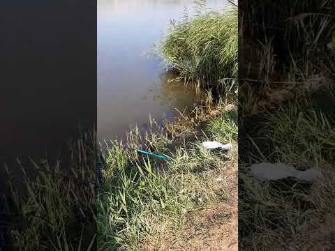 #pescuit#shorts#youtube#lac#toldal