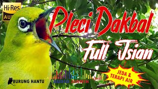 Download lagu Masteran Pleci Dakbal Dakun Bali Cepat Gacor Full Isian Mudah Masuk mp3