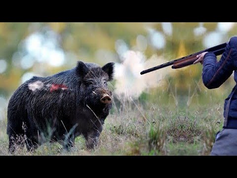 Загонная ОХОТА на кабана 2020!? Красивые выстрелы. Driving HUNT on a wild boar 2020 !Beautiful shots