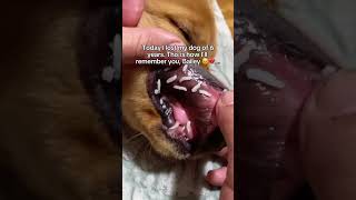 I’ll love you forever Bailey ❤️‍🩹