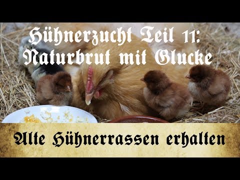 Zucht alter Hühnerrassen - Teil 11: Naturbrut - Kükenaufzucht mit Glucke