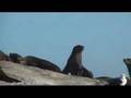 Seal Island