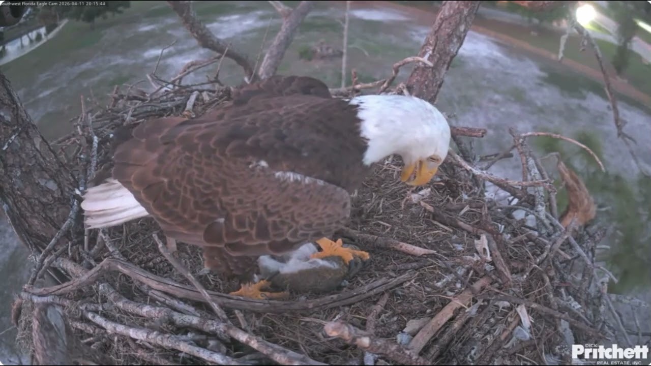 SWFL. Dad flies in with dinner.E26 doesn't fly in to eat. Both spend the night together 🥰/2026-04-11