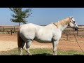 AQHA Mr Big Guns