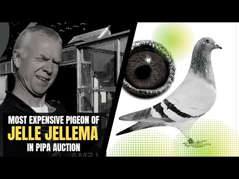 Most Expensive Racing Pigeon Of Jelle Jellema In Pipa Auction | Racing Pigeons Auction