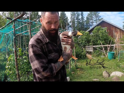 , title : 'The Cheapest way to fence off an area | DIY fertilisers | Off Grid Lifestyle Vlog'