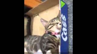 Gato se despierta con comida