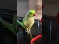 Main Tota Maintota Kahaniya Balgeet Ringneckparrot Talkingparot Talkingparrot Cute