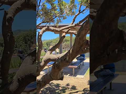 Holiday at Forster Beach #shortsvedios #viralvideo #viralshort #beach #travelphotography