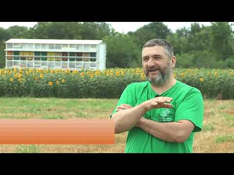 Boja meda ep. 71 16.07.2019. Istorija srpskog pčelarstva, suncokretova paša, pčelinjak u julu