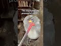 Blacksmithing for beginners 🔥