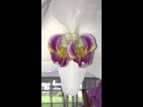 Rare conjoined orchid - phalaenopsis