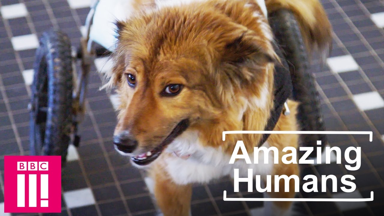 Watch video The Woman Saving Death-Row Animals and Giving Them a Home for Life Now The Woman Saving Death-Row Animals and Giving Them a Home for Life