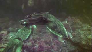 preview picture of video 'The Residents of Port Phillip Bay, Giant Australian Cuttlefish'