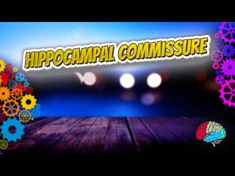 Hippocampal commissure - Know It ALL 🔊✅