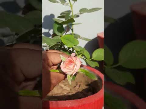 #beautiful #flowers #rose #short #video #viral