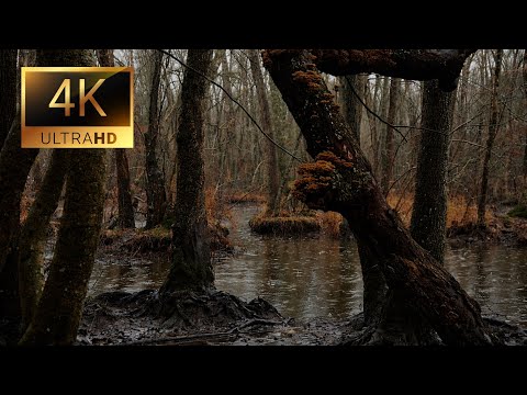 2 Hours Rain in Deep Forest | Relaxing Nature Sounds for Sleep, Study & Meditation