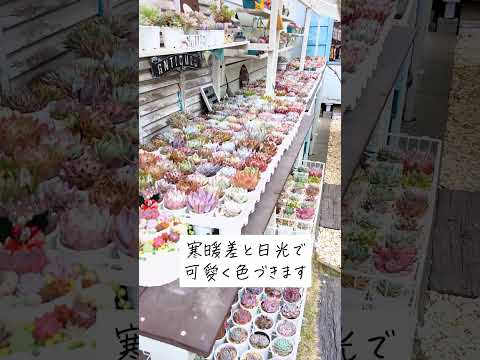 多肉植物-屋外-ベッド-多肉植物-草-観賞用