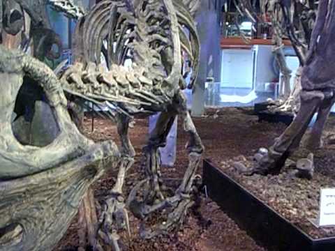 Giganotosaurus 2nd largest predator, Argentina Dinosaurs exhibition. MadaTech -6