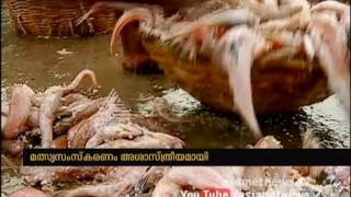 SHOKING VIDEO : Dry fish processing in very griminess condition | Asianet News Investigation
