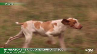 Bracco Italiano Talvez del Sanchi 1° EX en Campo Felice