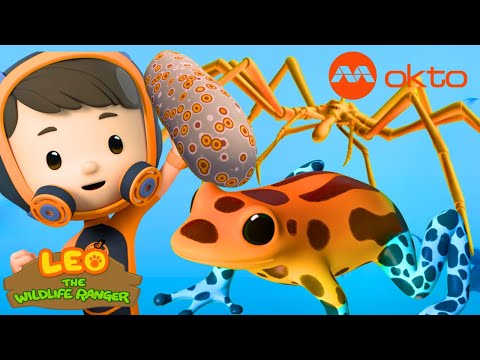 Rescuing SEA CUCUMBER 🐠 SPIDER 🕷️ FROG 🐸| Leo Compilation |  @mediacorpokto