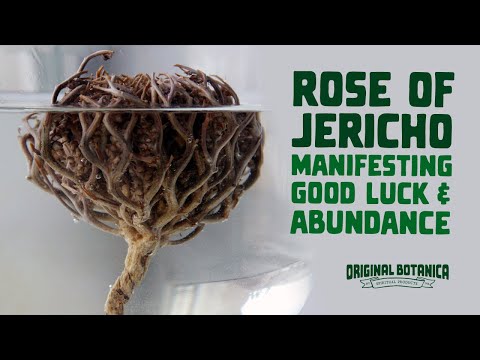 Rose of Jericho Luck & Abundance Rituals