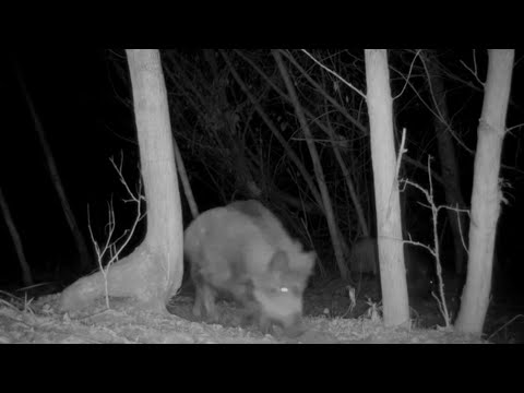 Relaksujące, nocne spotkanie z przyrodą Warszawy | Dziki, lis, sarna, zając