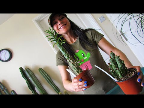 Opuntia subulata - Austrocylindropuntia subulata Cactus - Care Tips & Info & Repotting