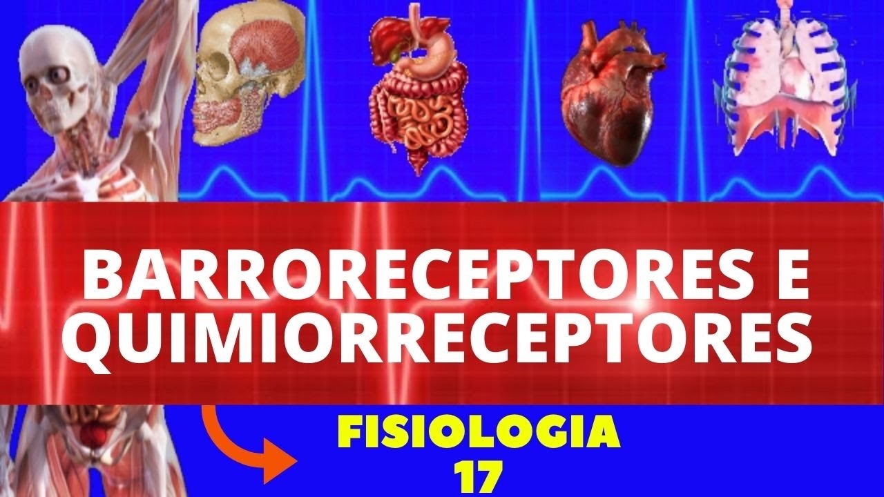 REGULAÇÃO DA PRESSÃO ARTERIAL (AÇÃO DOS BARRORECEPTORES E QUIMIORECEPTORES) - FISIOLOGIA HUMANA