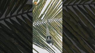 Baya Weaver (Baya Weaver Nest On A Palm Leaf China)