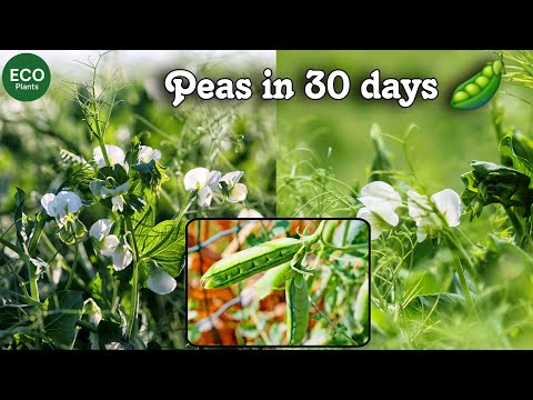 Grow Peas in Pots Like a Pro — Start to Harvest Mini-Series Begins Here