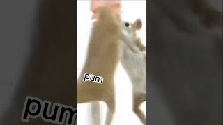 Download lagu pum pum shaca taca 🤑🤙🤙🤙 mp3 Download lagu pum pum shaca taca 🤑🤙🤙🤙 mp3
