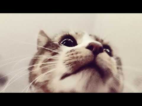 MY MEOW MEOW (sung in the key of my Sharona)