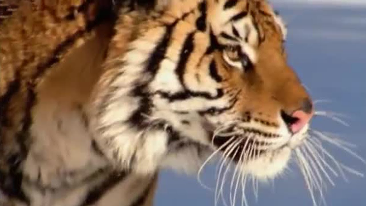 The Siberian Tiger | The Life of Mammals | BBC