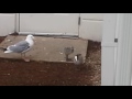 Baby Seagulls Fight Over Breakfast Hotel Breakers Cedar Point
