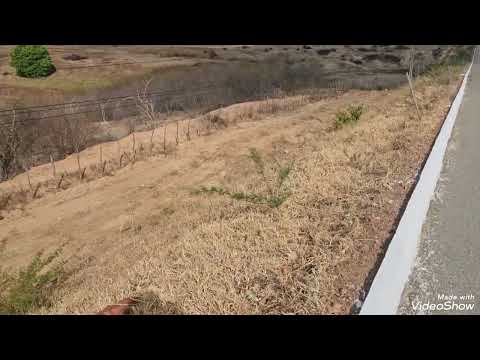 MOMBAÇA CEARÁ  LOCAL ONDE  UMA FAMÍLIA INTEIRA PERDEU A VIDA EM UM GRAVE ACIDENTE DE TRÂNSITO CE 060