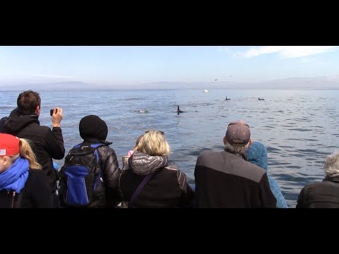 5.8.18 Orca / Killer Whales, Humpback Whales & Risso's Dolphin