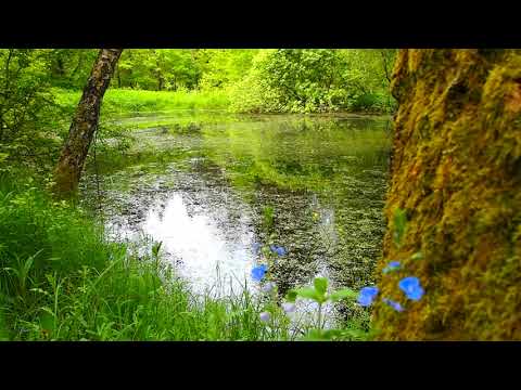 Croaking of frogs - frogs in the pond, sounds of nature