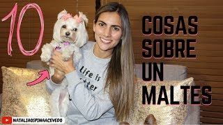 10 COSAS SOBRE UN BICHÓN MALTÉS QUE DEBES SABER-TIPS BY NATALIA OSPINA