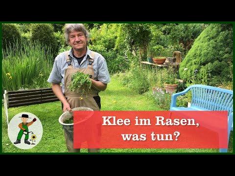 Klee im Rasen, was tun?