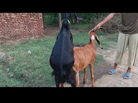 "Goat Mating Process | Natural Breeding of Male and Female Goat 🐐❤️"