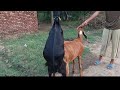 Goat Mating Process Natural Breeding Of Male And Female Goat ️