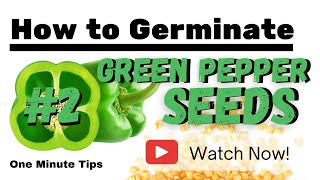One Minute Tips Garden - How to Germinate Green Pepper Seeds #2 !