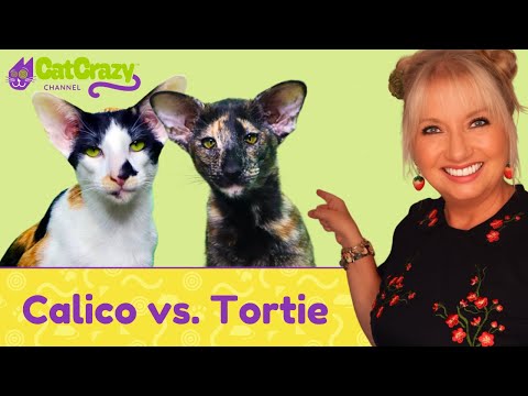 What is the difference between a Calico and a Tortoiseshell cat?