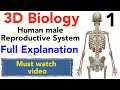 3d Biology Human Male Reproductive System Science