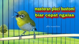 Download lagu Pleci Ngalas 123 Tembakan Manggil Lawan, Masteran Pleci Bahan || Pleci Bustomi Gacor mp3