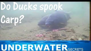Underwater Carp fishing. Do waterfowl spook carp?