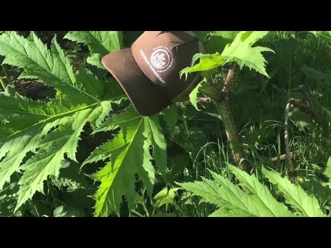 download lagu mp3 mp4 Hogweed Oregon, download lagu Hogweed Oregon gratis, unduh video klip Hogweed Oregon